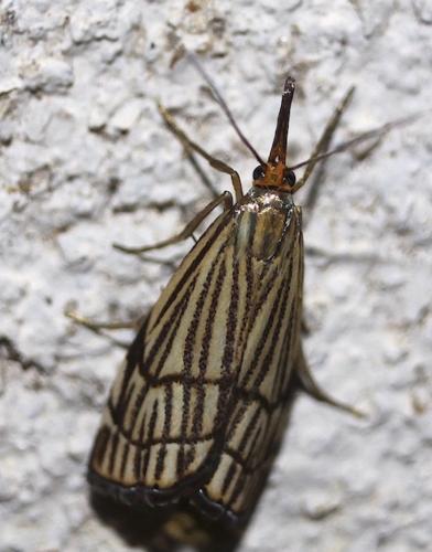 Réf. 237 522 : Chrysocrambus craterella